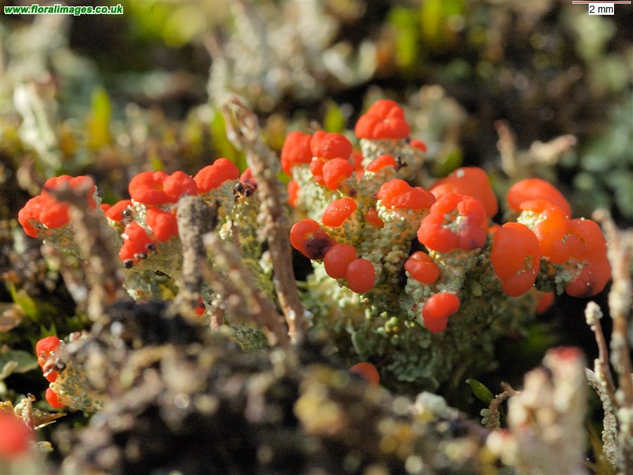 Cladonia macilenta