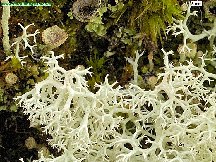 Cladonia portentosa