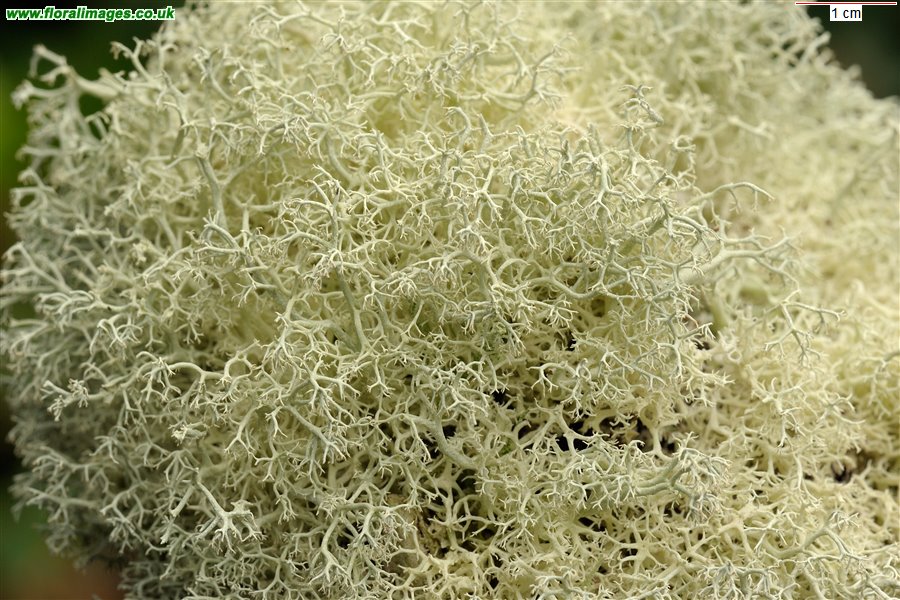 Cladonia portentosa