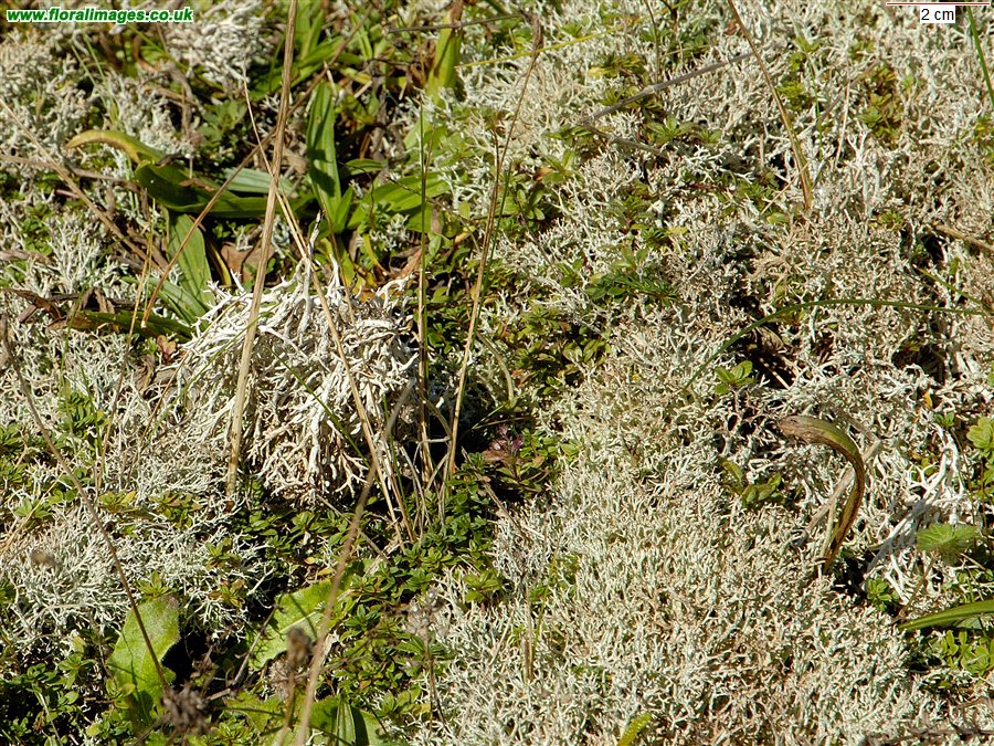 Cladonia portentosa
