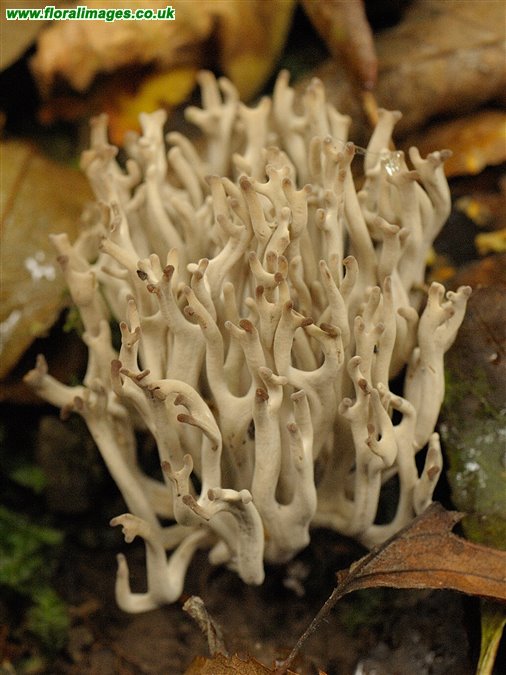 Clavulina cinerea