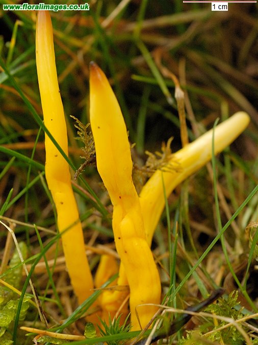 Clavulinopsis fusiformis