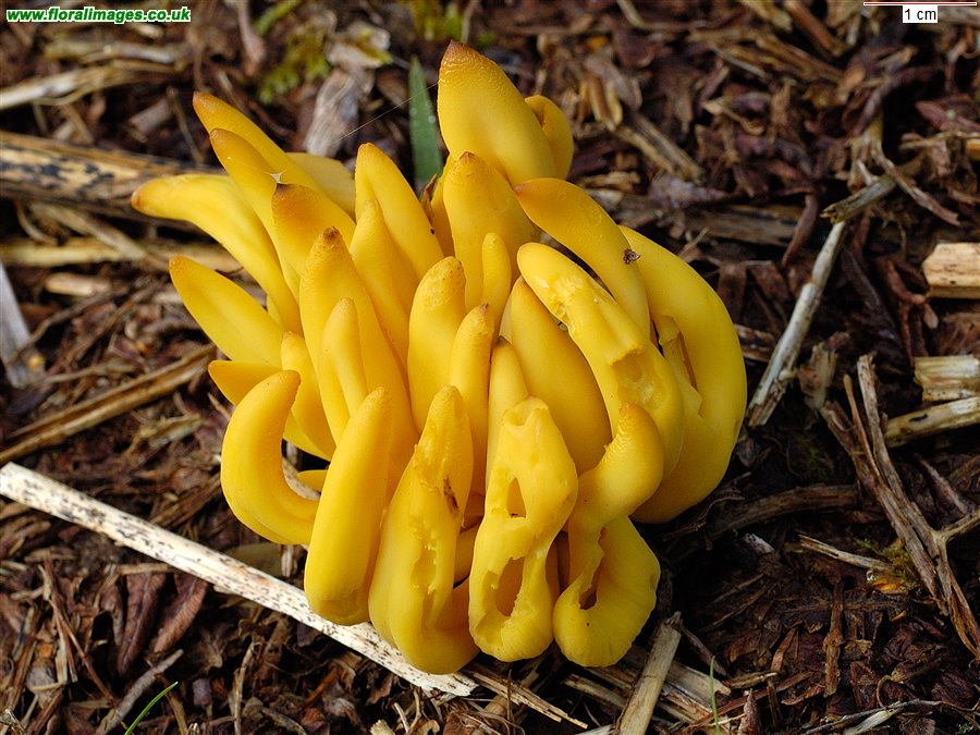 Clavulinopsis fusiformis