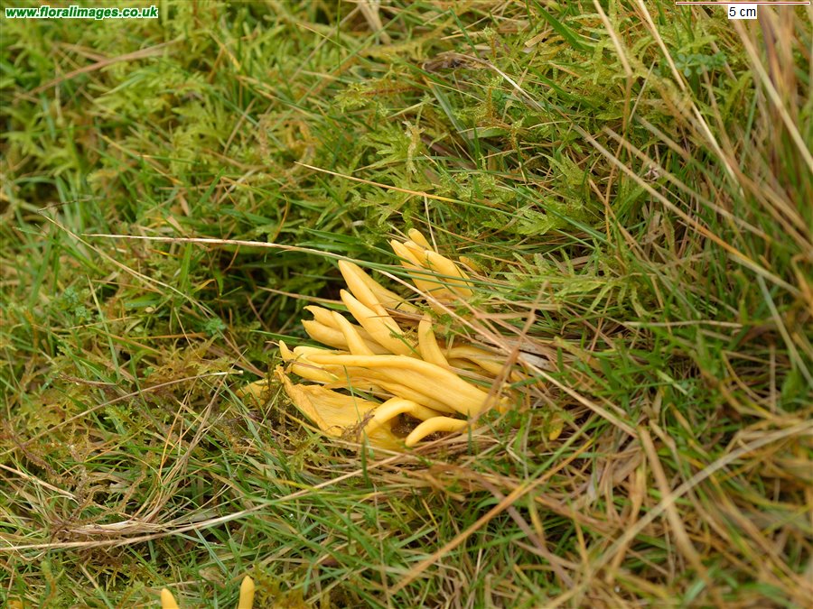 Clavulinopsis fusiformis