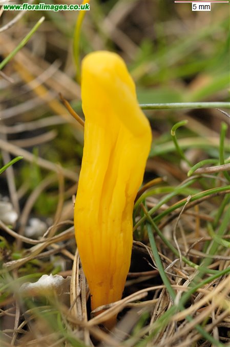 Clavulinopsis helvola