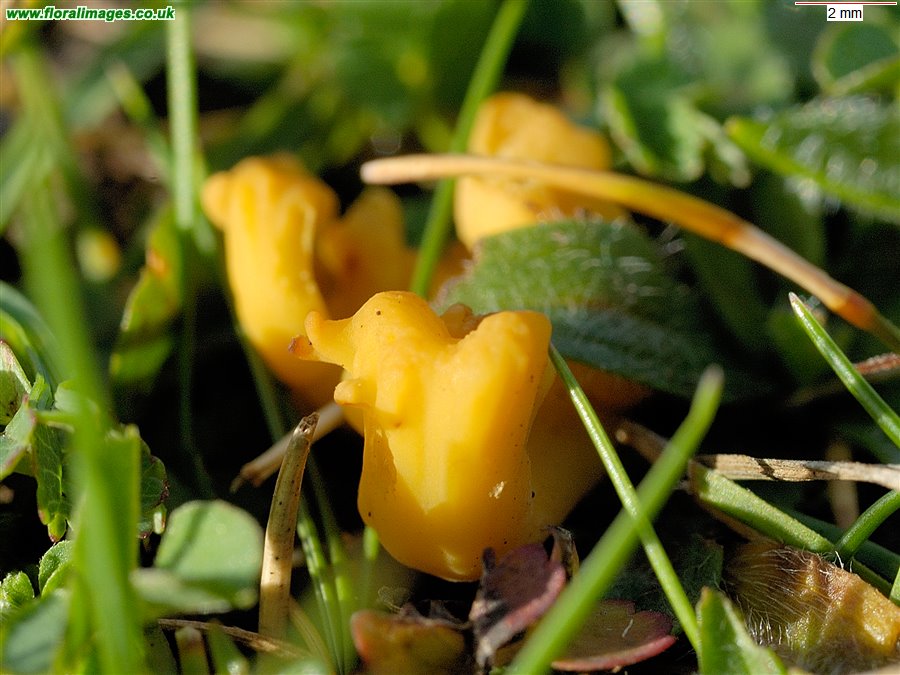 Clavulinopsis helvola