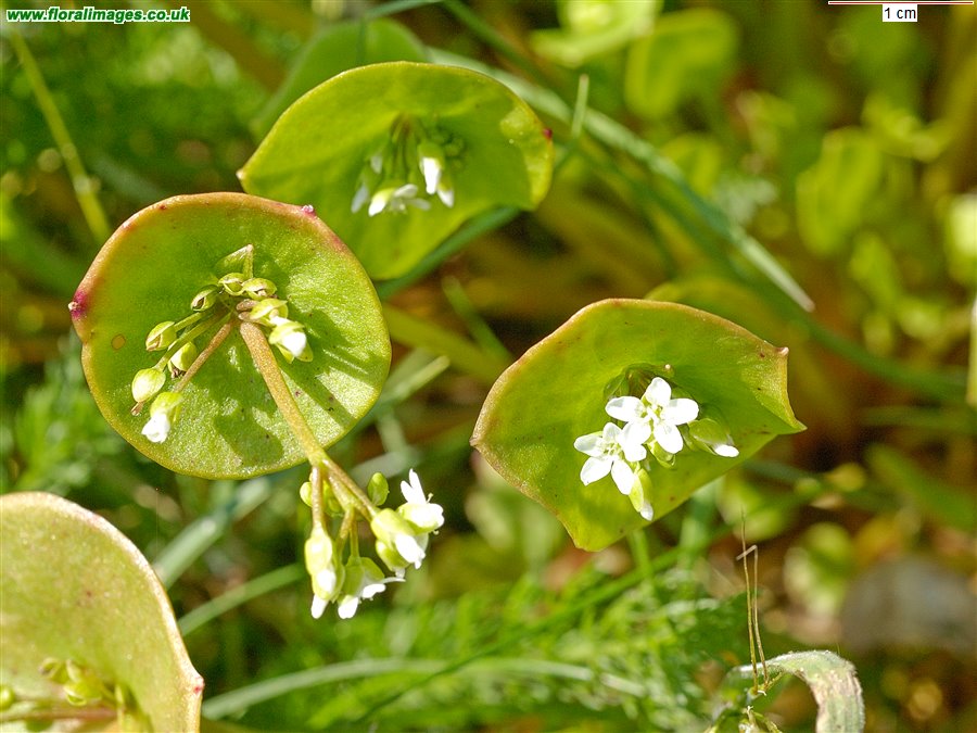 Claytonia perfoliata