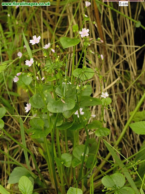 Claytonia sibirica