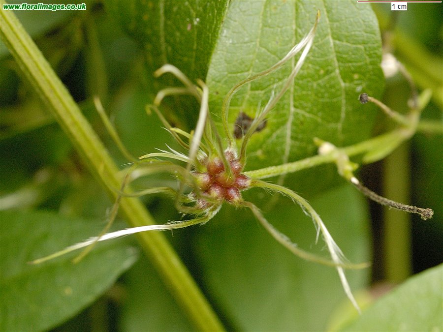 Clematis vitalba
