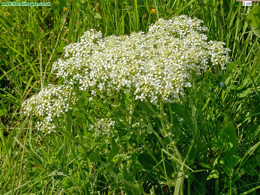 Cochlearia officinalis