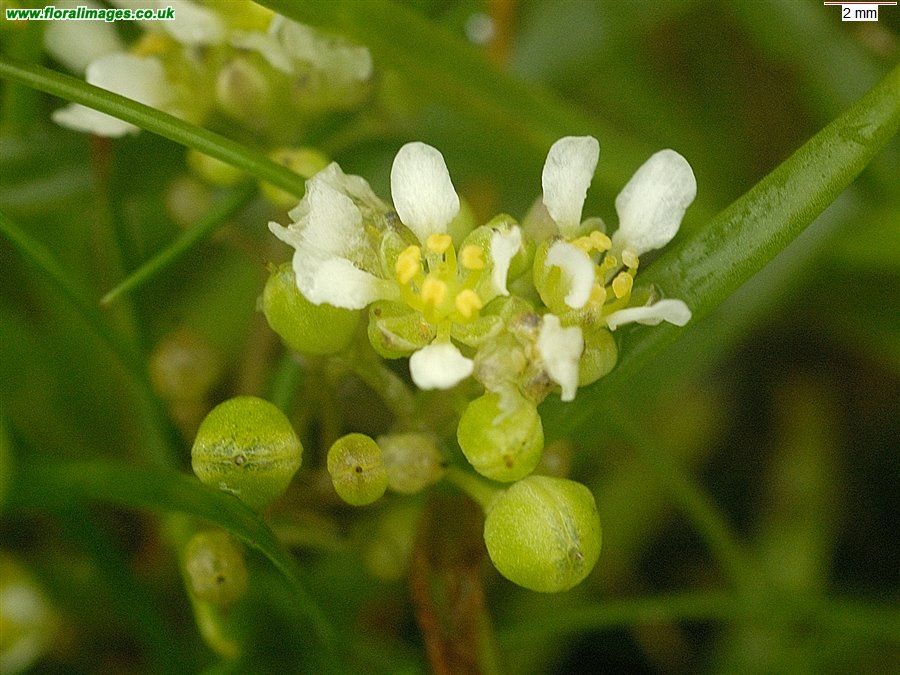 Cochlearia officinalis