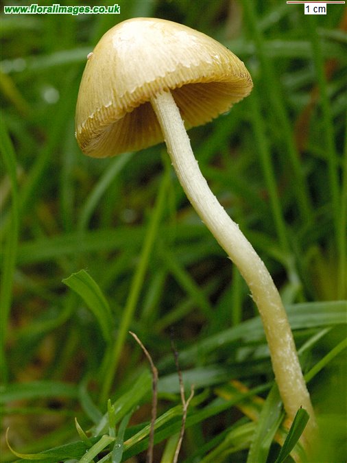 Conocybe sp.