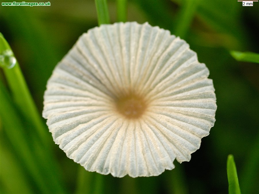 Coprinus ?