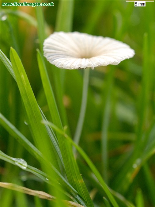 Coprinus ?