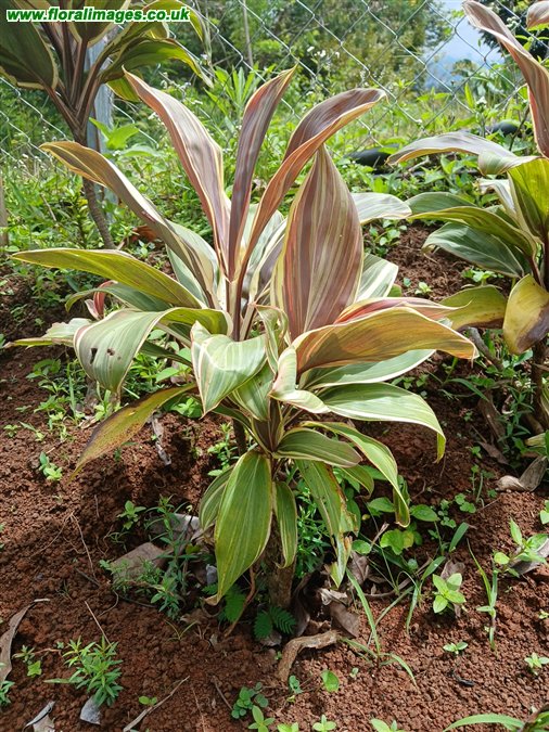 Cordyline fruticosa