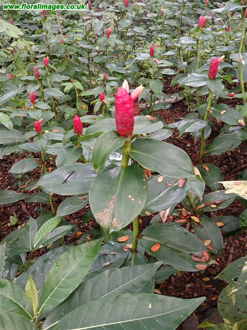 Costus spiralis
