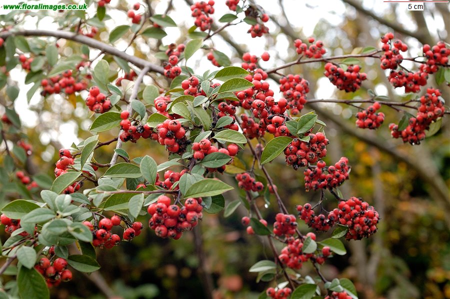 Cotoneaster tomentosus
