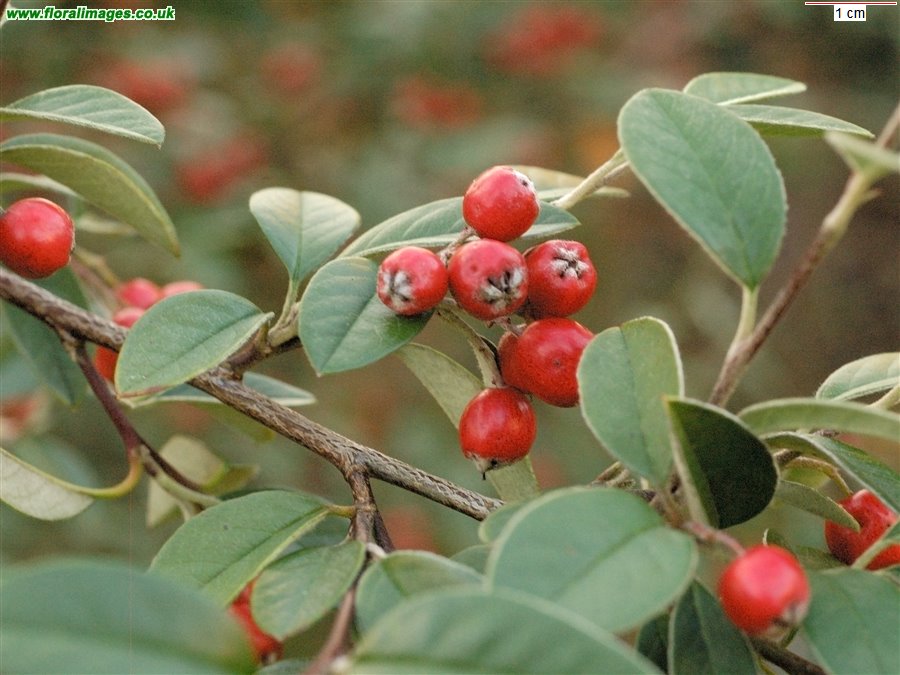 Cotoneaster tomentosus