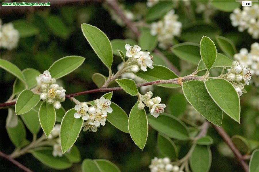 Cotoneaster tomentosus