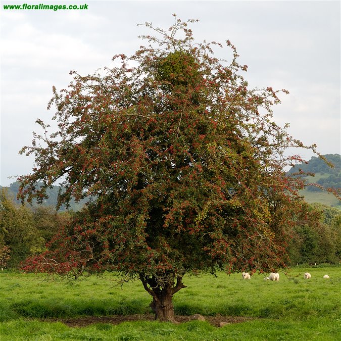 Crataegus monogyna