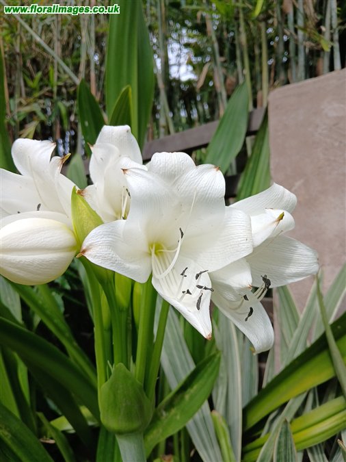 Crinum jagus