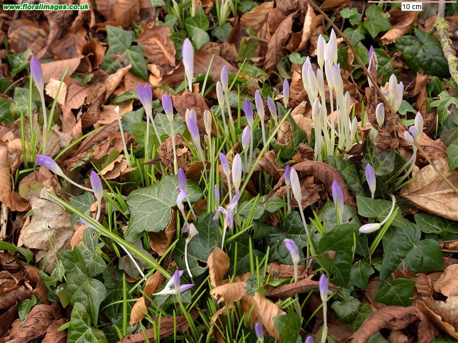 Crocus tommasinianus