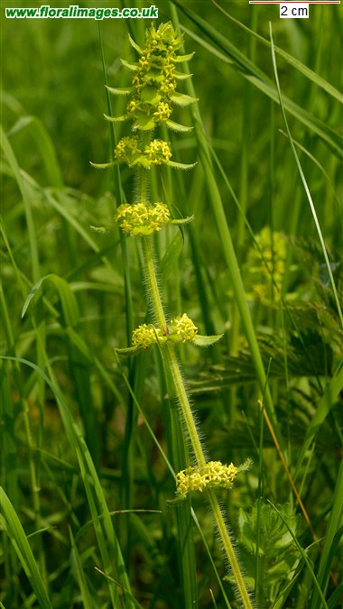 Cruciata laevipes