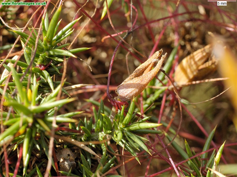 Cuscuta epithymum