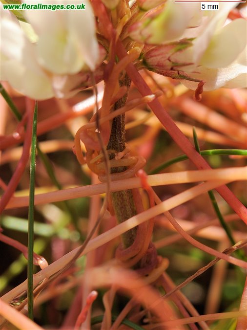 Cuscuta epithymum