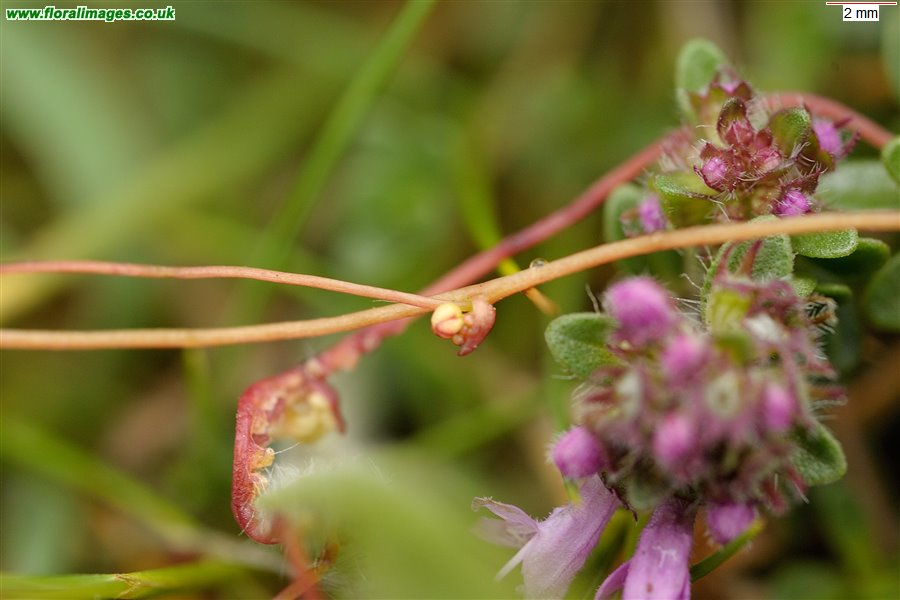 Cuscuta epithymum