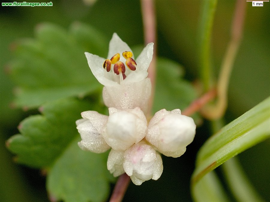 Cuscuta epithymum