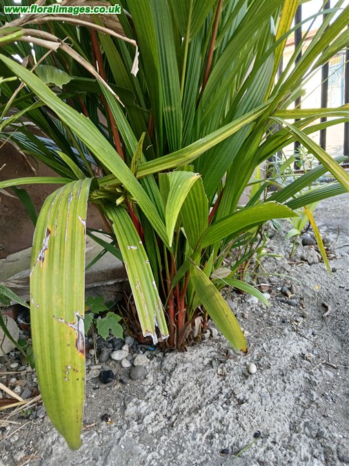 Cyrtostachys renda