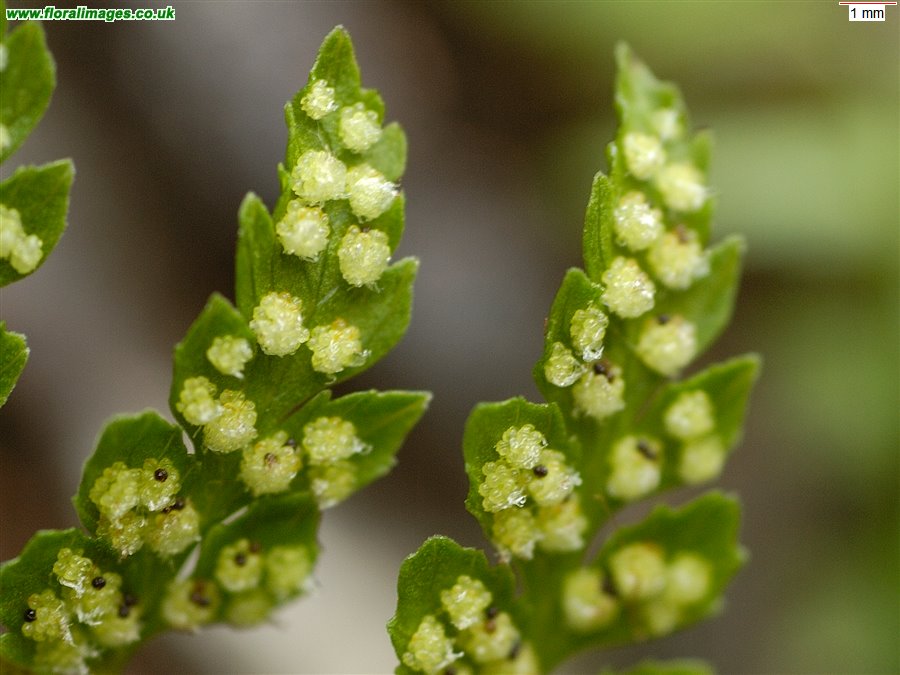 Cystopteris fragilis
