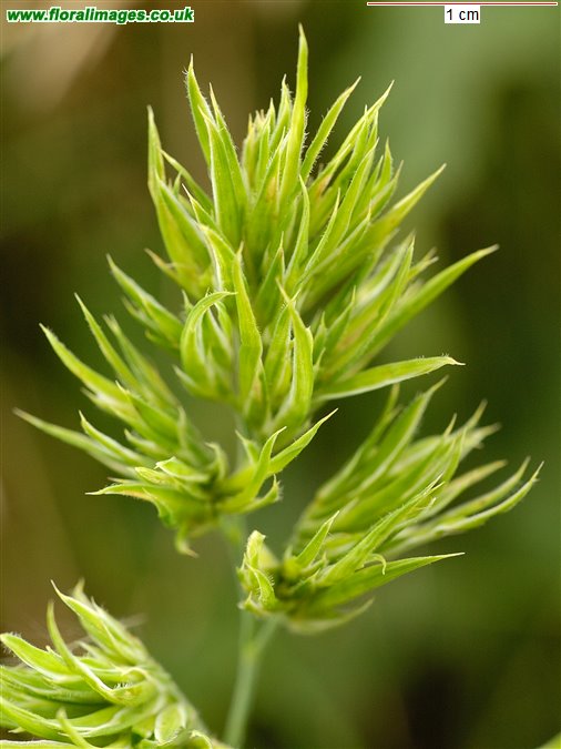 Dactylis glomerata