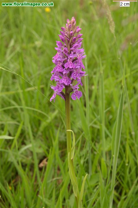 Dactylorhiza maculata