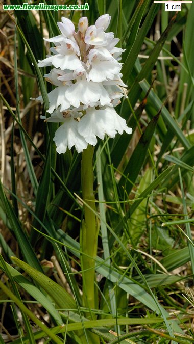 Dactylorhiza maculata
