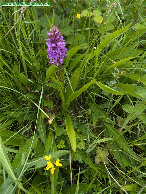 Dactylorhiza purpurella