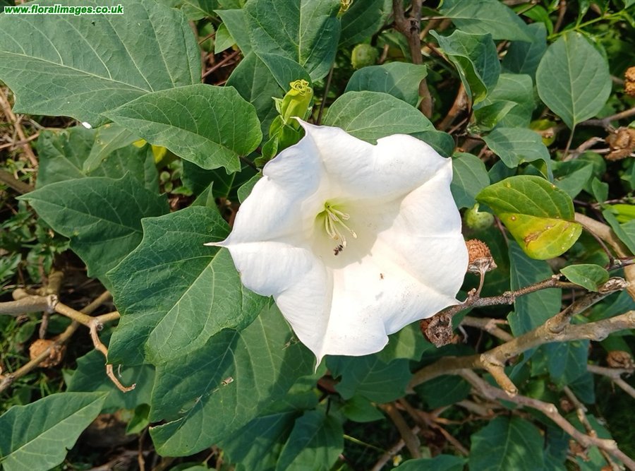 Datura innoxia