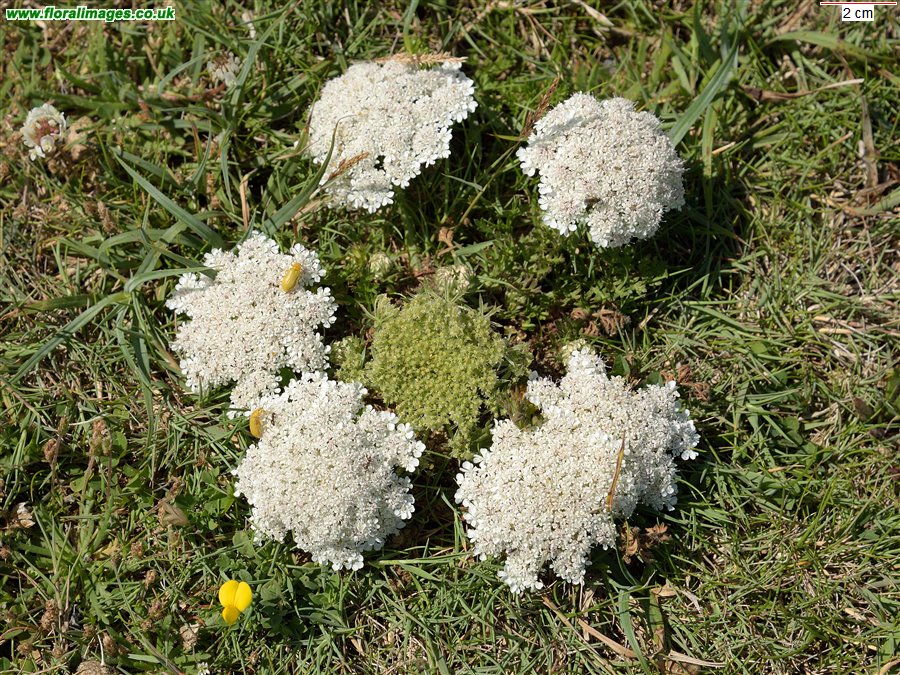 Daucus carota