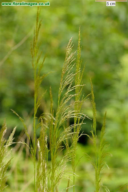 Deschampsia cespitosa