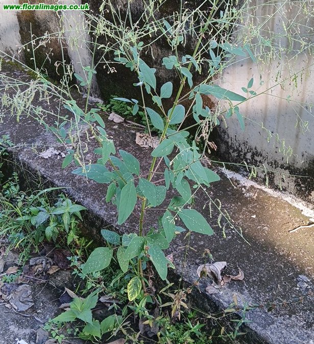 Desmodium tortuosum