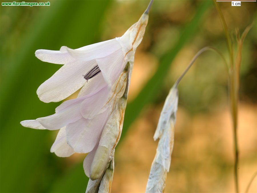 Dierama argyreum