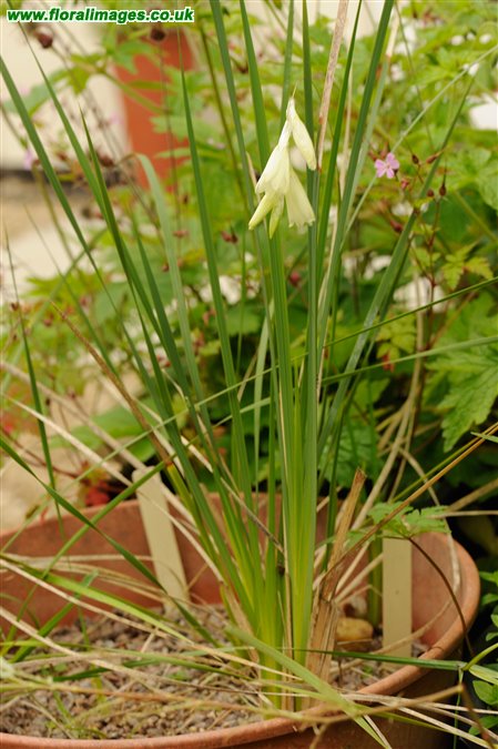 Dierama luteoalbidum