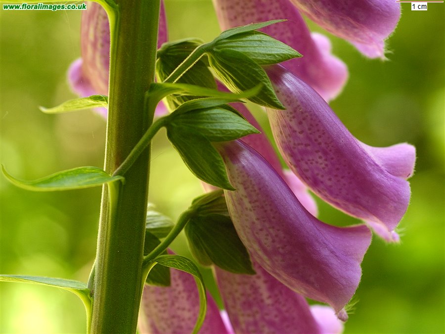 Digitalis purpurea