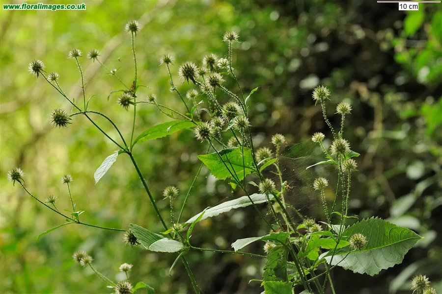 Dipsacus pilosus
