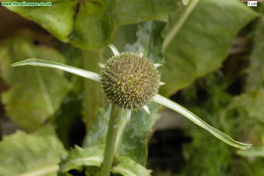 Dipsacus sativus