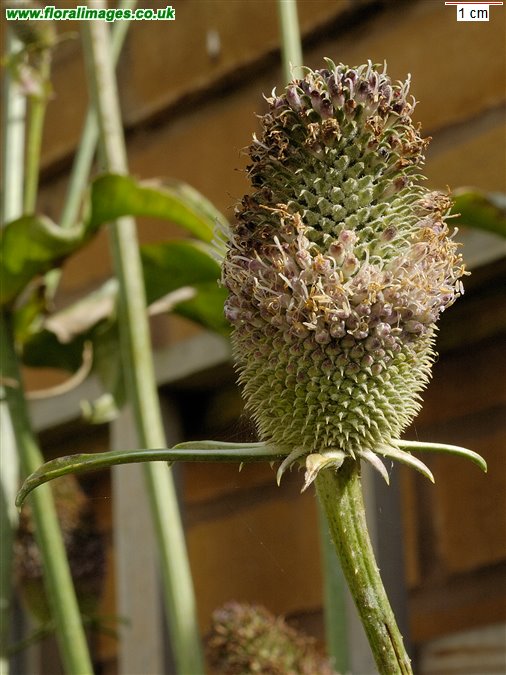 Dipsacus sativus