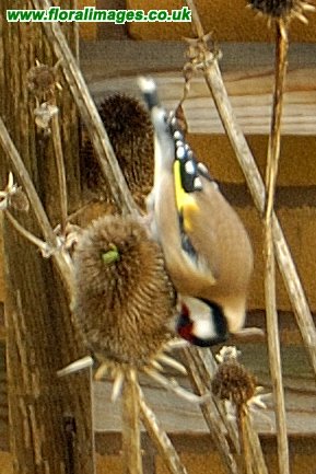 Dipsacus sativus