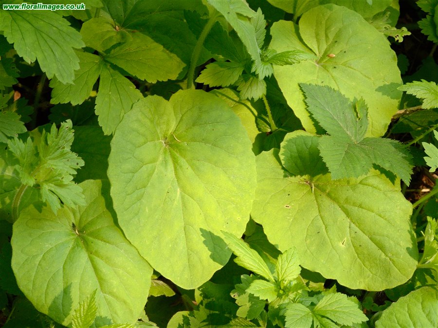 Doronicum pardalianches