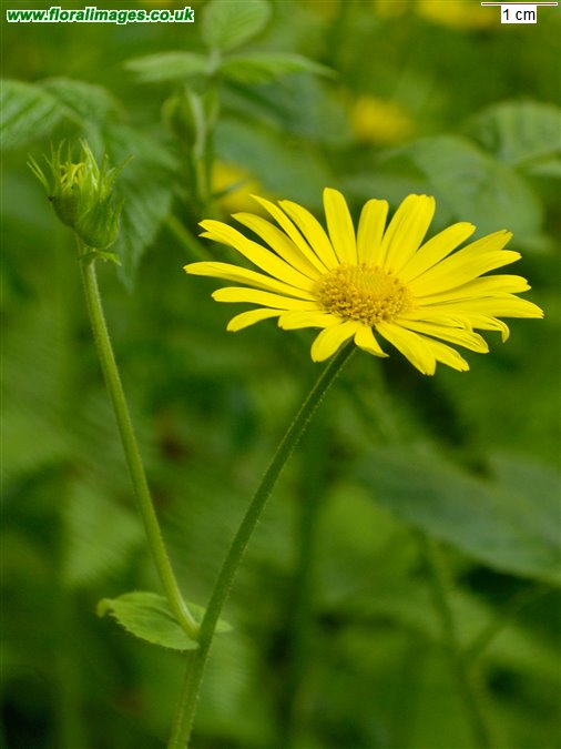 Doronicum pardalianches